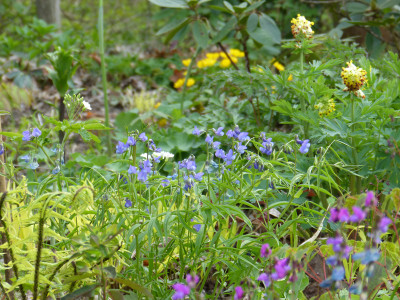 2018-04-22 Lathyrus vernus 'Blaulichter'.jpg