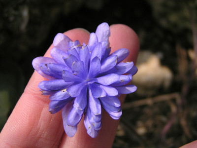 hepatica_nobilis_lisa_verblueht.jpg