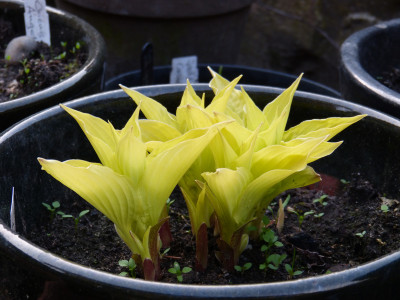 2018-04-22 Hosta 'Frühlingssonne'.jpg