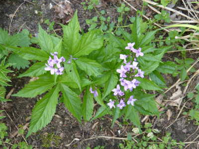 2018-04-22 Cardamine pentaphyllos 2.jpg