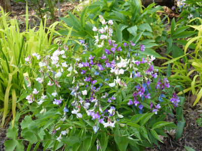 2018-04-22 Lathyrus vernus 1.jpg