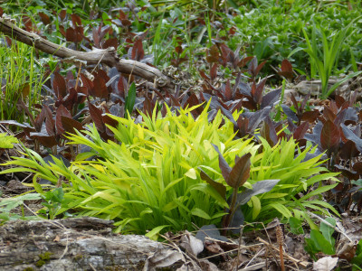 2018-04-22 Gartenimpressionen 3.jpg