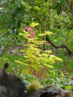 2018-04-22 Gartenimpressionen 4.jpg
