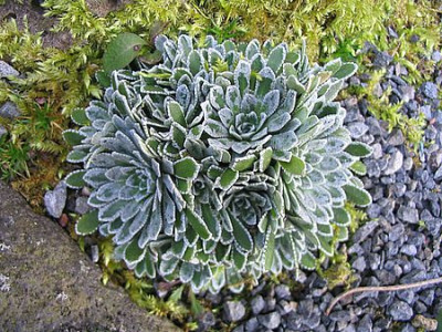 Saxifraga_unbekannt__fars_2007.jpg