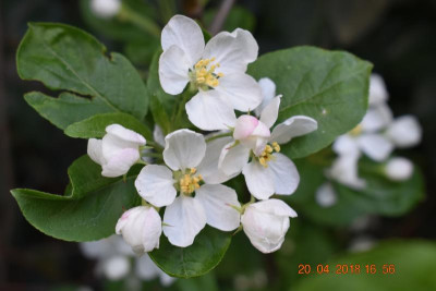 April 18 008.JPG