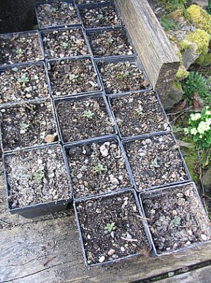 Saxifraga_longifolia_Samline_fars_2007.jpg