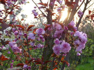 2018-04-22 Prunus 'Royal Burgundy'.jpg