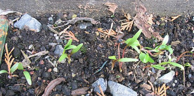 Paeonia_tenuifolia_Samlinge_fars_2007.jpg