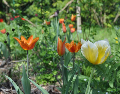 Tulpen.jpg