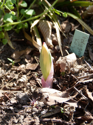 2018-04-22 Polygonatum odoratum 'Kayaba Nishiki'.jpg