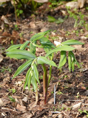 2018-04-22 Polygonatum odoratum 'Koryu'.jpg