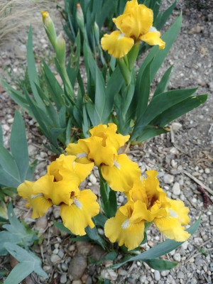 SpringFresh_230418.jpg