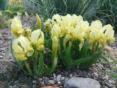 Iris_lutescens_220418.jpg