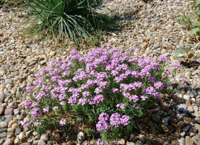 Aethionema_WarleyRose.jpg