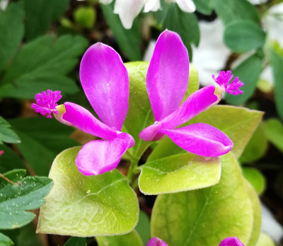 IMG_20180423_124858_ePolygala paucifolia.jpg