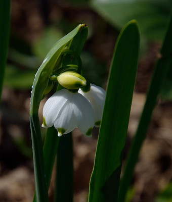 DSC_2585-Leucojum aestivum_001.JPG