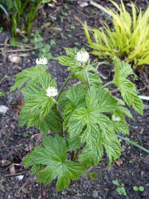 2018-04-23 Hydrastis canadensis.jpg