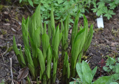 Hosta-DevonGreen.18-1.jpg