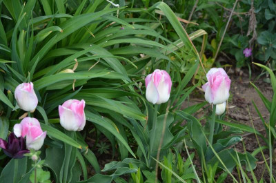 Tulipa-Shirley-falsch.18-1.jpg