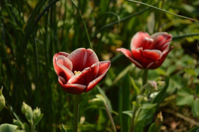 Tulipa-Slawa.18-1M.jpg