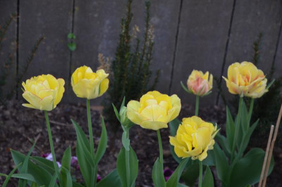Tulipa-Akebono.18-1.jpg