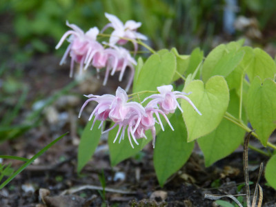 2018-04-23 Epimedium 'Akagiza Kura'.jpg