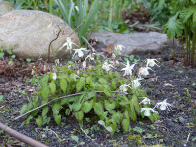 2018-04-23 Epimedium 'Bandit' 1.jpg