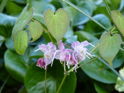 2018-04-23 Epimedium 'Bicolor Giant'.jpg