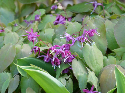 2018-04-23 Epimedium 'Circe'.jpg