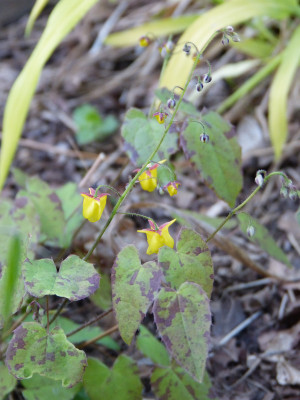 2018-04-23 Epimedium davidii.jpg