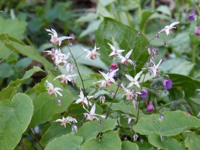 2018-04-23 Epimedium 'Pink Elf'.jpg