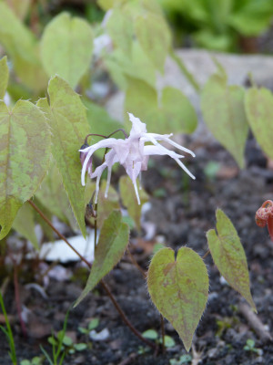 2018-04-23 Epimedium 'Togen'.jpg