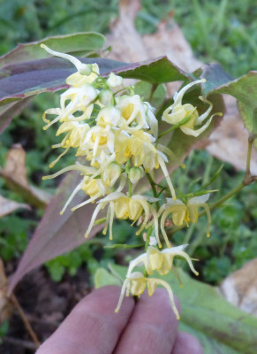 2018-04-23 Epimedium wushanense  nova   CC 014193.jpg