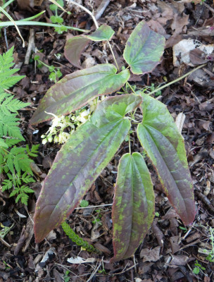 2018-04-23 Epimedium wushanense  nova   CC 014193 1.jpg