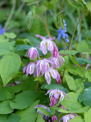 2018-04-23 Epimedium.jpg