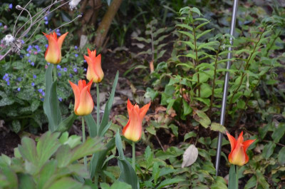 Tulipa-Ballerina.18-1.jpg