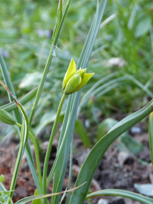 2018-04-23 Tulipa orphanidea flava.jpg
