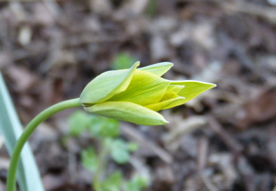 2018-04-23 Tulipa orphanidea flava 2.jpg