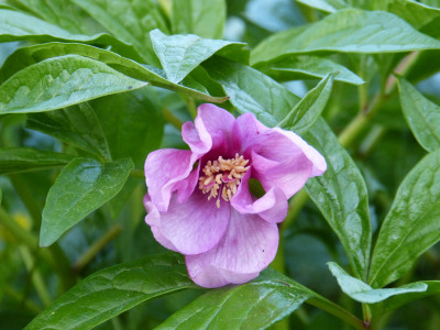 2018-04-23 Paeonia lactiflora NC.jpg