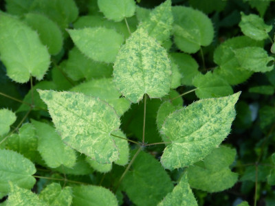 2018-04-23 Epimedium alpinum.jpg