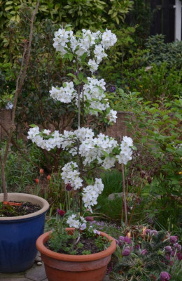 Malus-Evereste.18-1.jpg