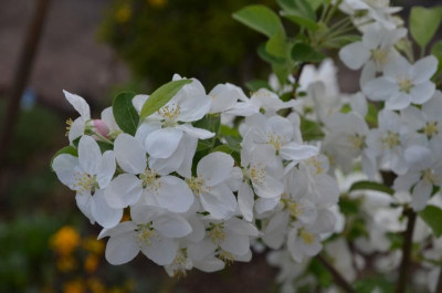 Malus-Evereste.18-2.jpg