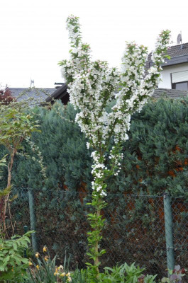 Malus-Ardirondack-18-1.JPG