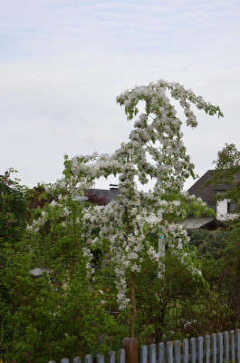 Malus-RedJade.18-1.jpg