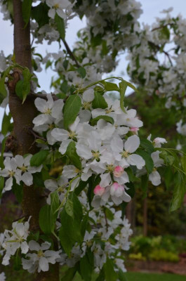 Malus-RedJade.18-2.jpg