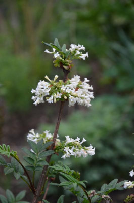 Syringa_pinnatifolia.18-1.jpg