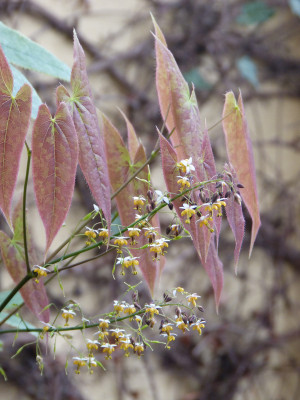 2018-04-14 Epimedium sagittatum 'Warlord'.jpg
