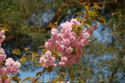 DSC_2444.JPG