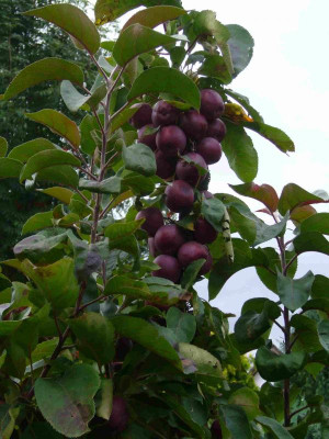 Malus-Maypole.13-4.jpg