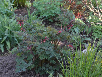 Dicentra_spectabilis-Valtenine.18-1.jpg